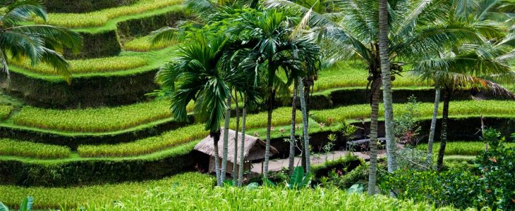 Ladang Sawah Terindah di Indonesia